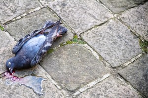 le-pigeon-mort